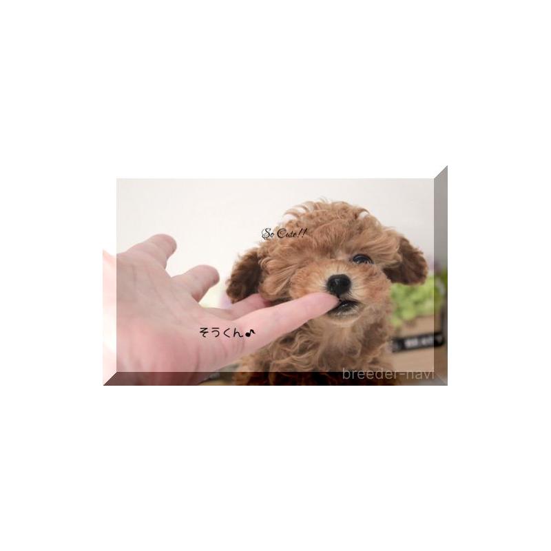 販売中の大阪府のティーカッププードル-447474の4枚目