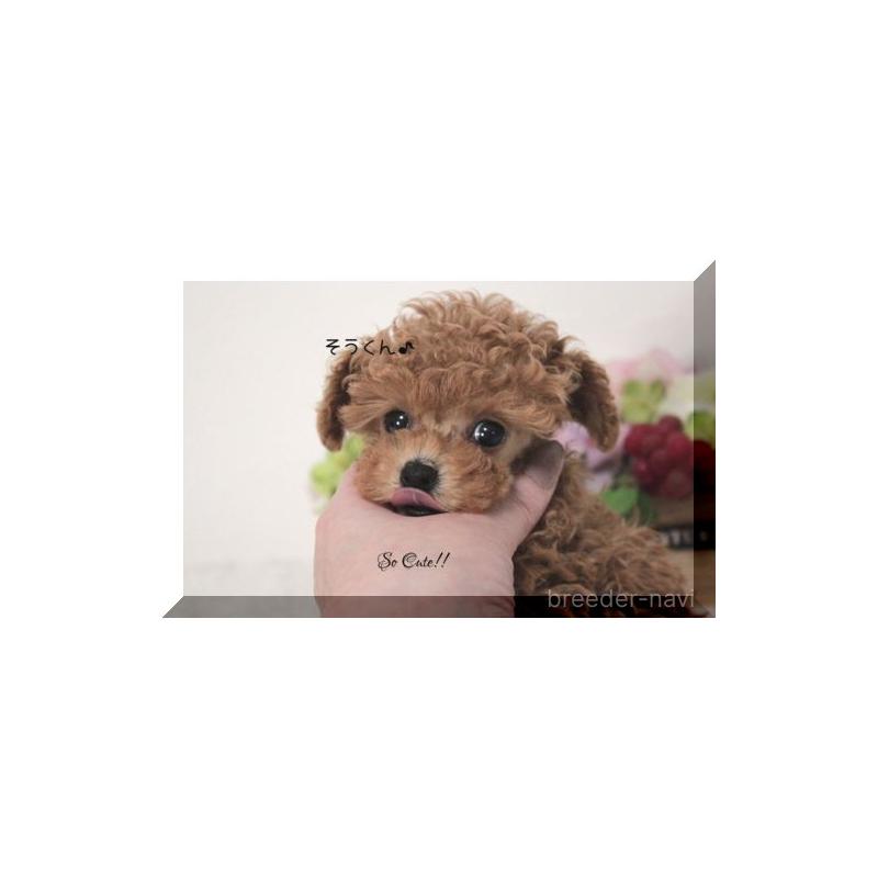 販売中の大阪府のティーカッププードル-447474の3枚目