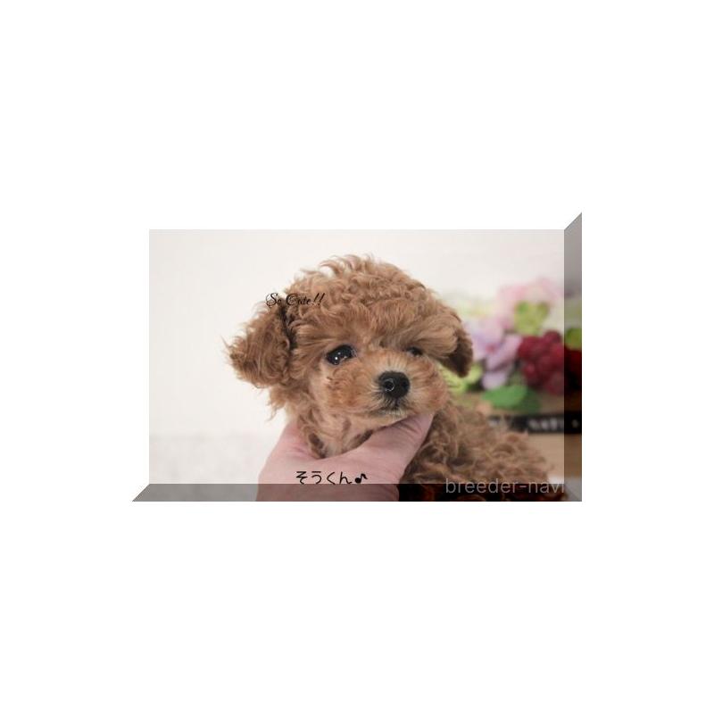 販売中の大阪府のティーカッププードル-447474の2枚目