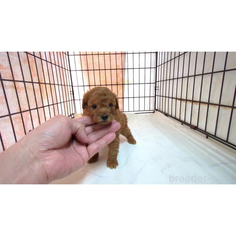 販売中の茨城県のミックス犬-447473の1枚目