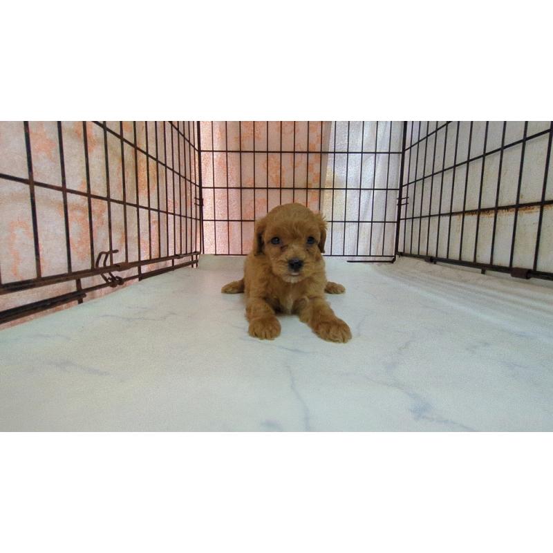 販売中の茨城県のミックス犬-447475