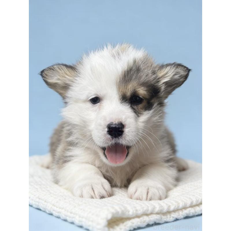 販売中の茨城県のウェルシュコーギーペンブローク-444029