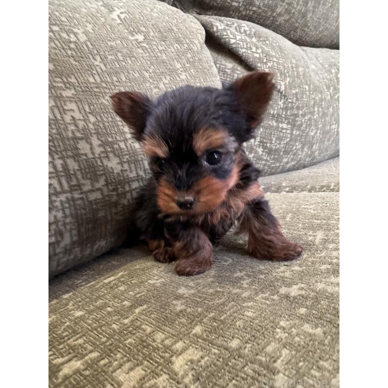 販売中の福岡県のヨークシャーテリア-447477の5枚目