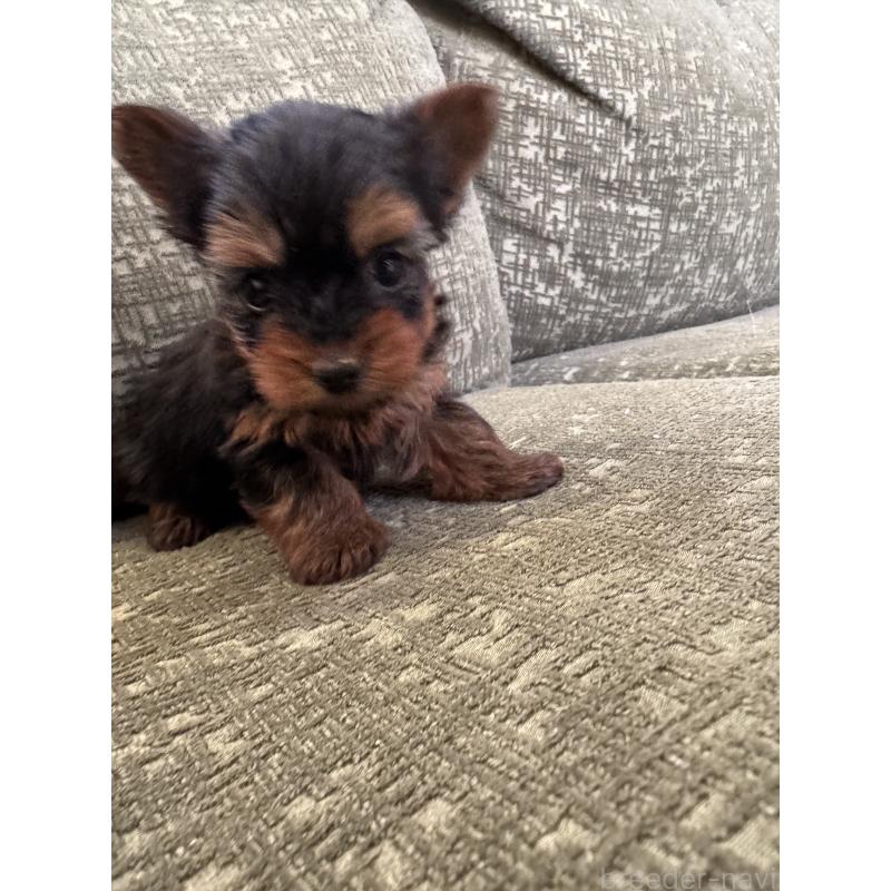 販売中の福岡県のヨークシャーテリア-447477の4枚目