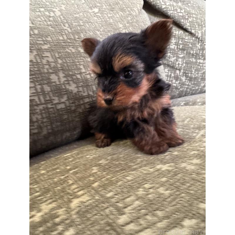 販売中の福岡県のヨークシャーテリア-447477の3枚目