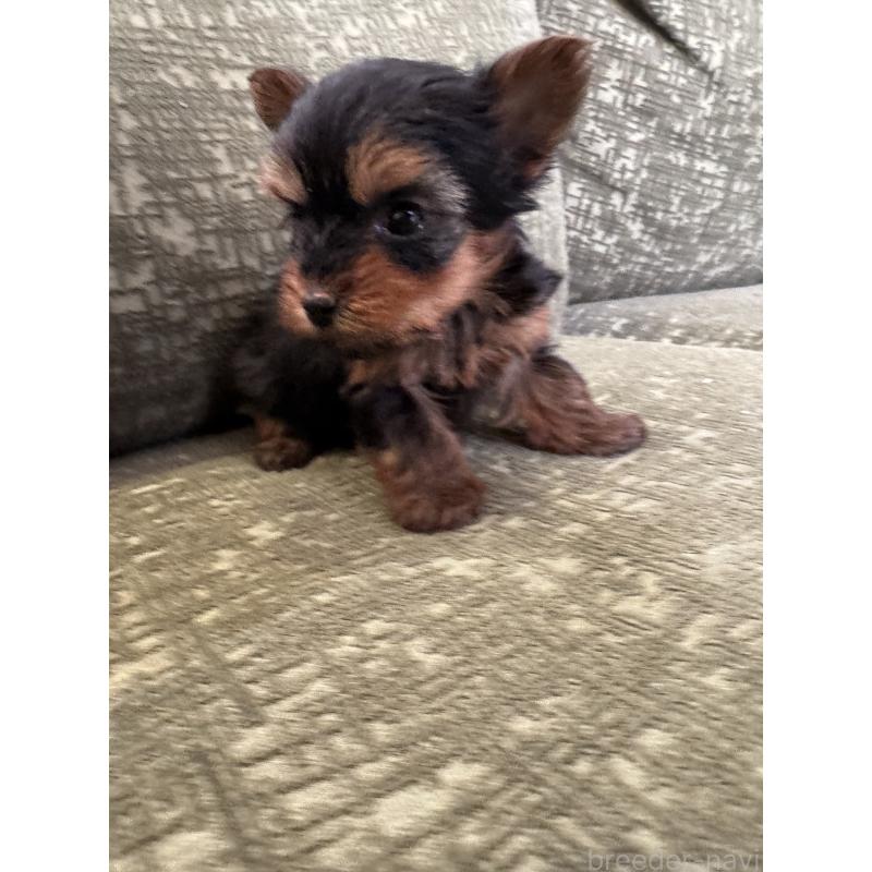 販売中の福岡県のヨークシャーテリア-447477の2枚目