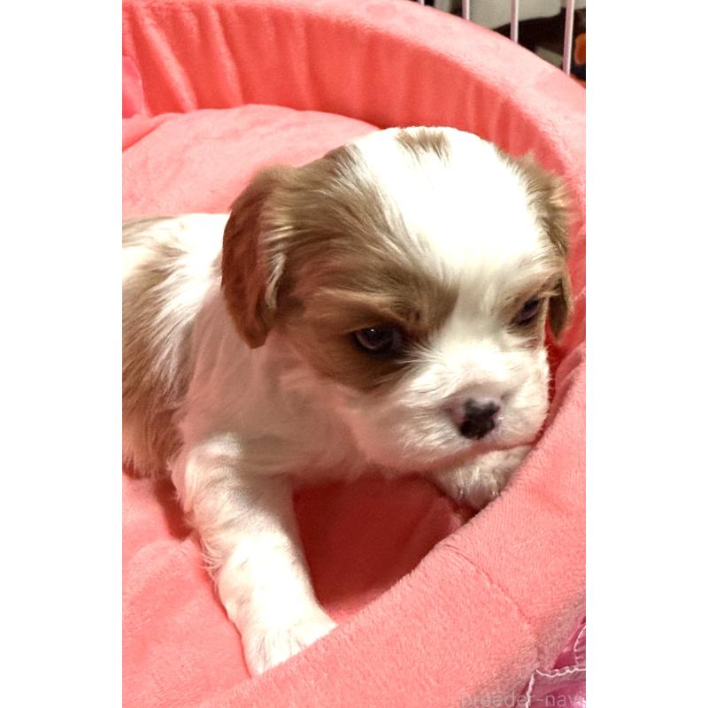 販売中の茨城県のキャバリアキングチャールズスパニエル-447478の6枚目