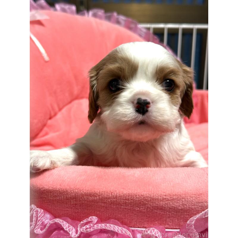 販売中の茨城県のキャバリアキングチャールズスパニエル-447478の5枚目