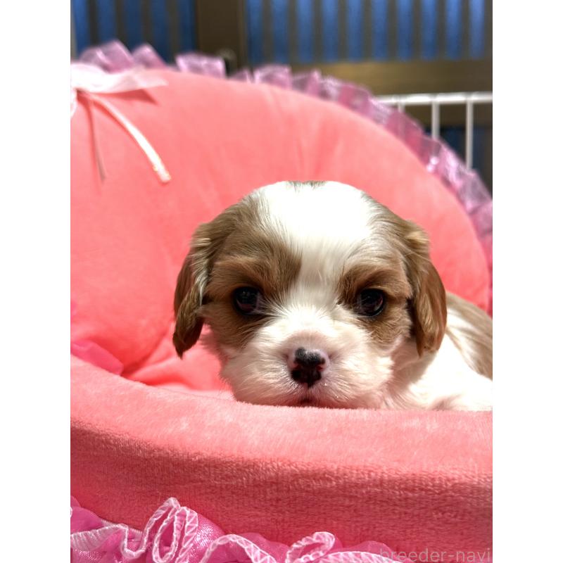 販売中の茨城県のキャバリアキングチャールズスパニエル-447478の3枚目