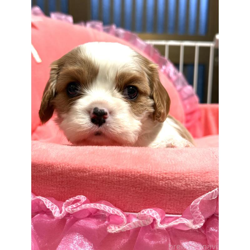 販売中の茨城県のキャバリアキングチャールズスパニエル-447478の2枚目