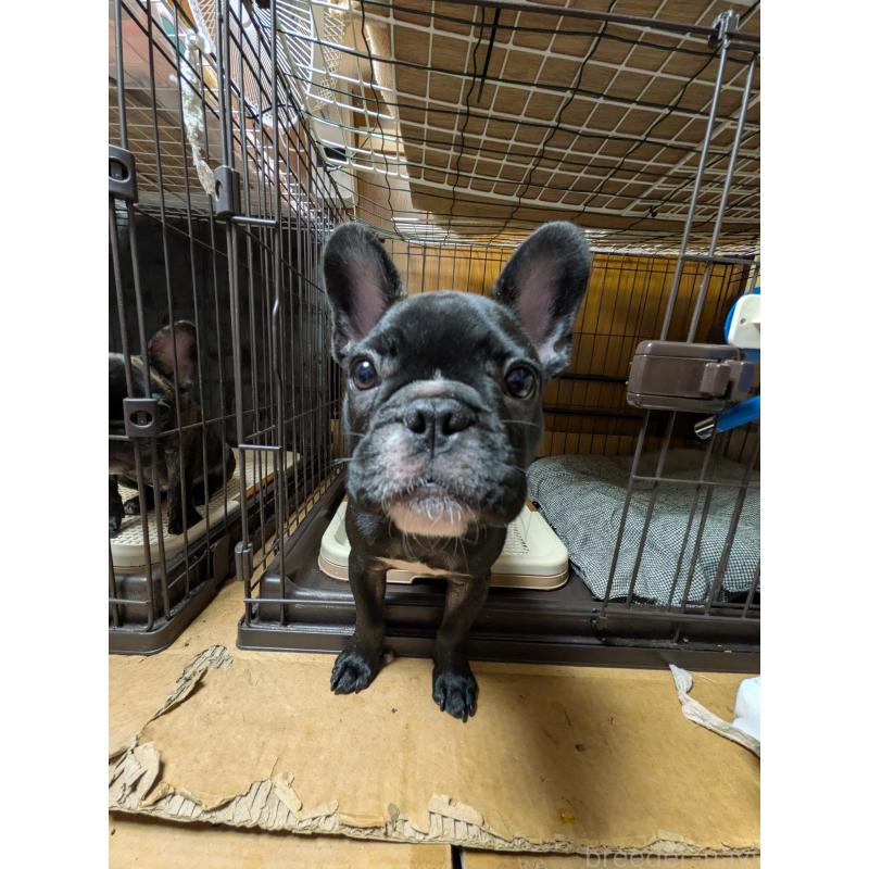 販売中の群馬県のフレンチブルドッグ-427636の2枚目