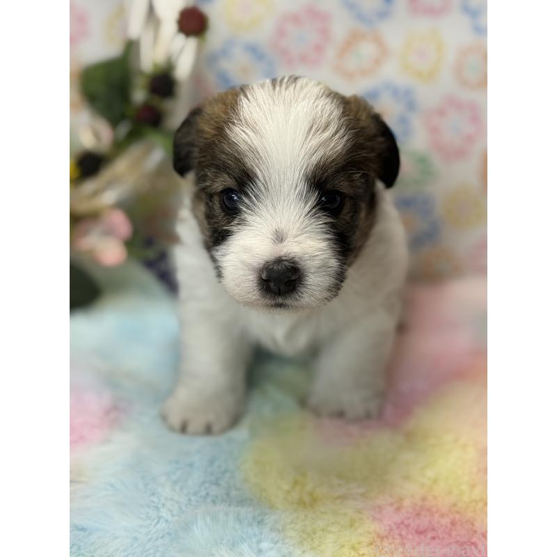 販売中の宮崎県のジャックラッセルテリア-447486の6枚目