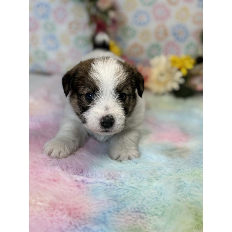 販売中の宮崎県のジャックラッセルテリア-447486の3枚目