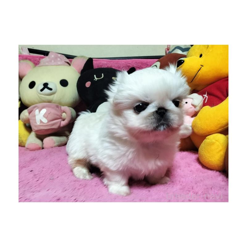 販売中の群馬県のペキニーズ-447489の3枚目