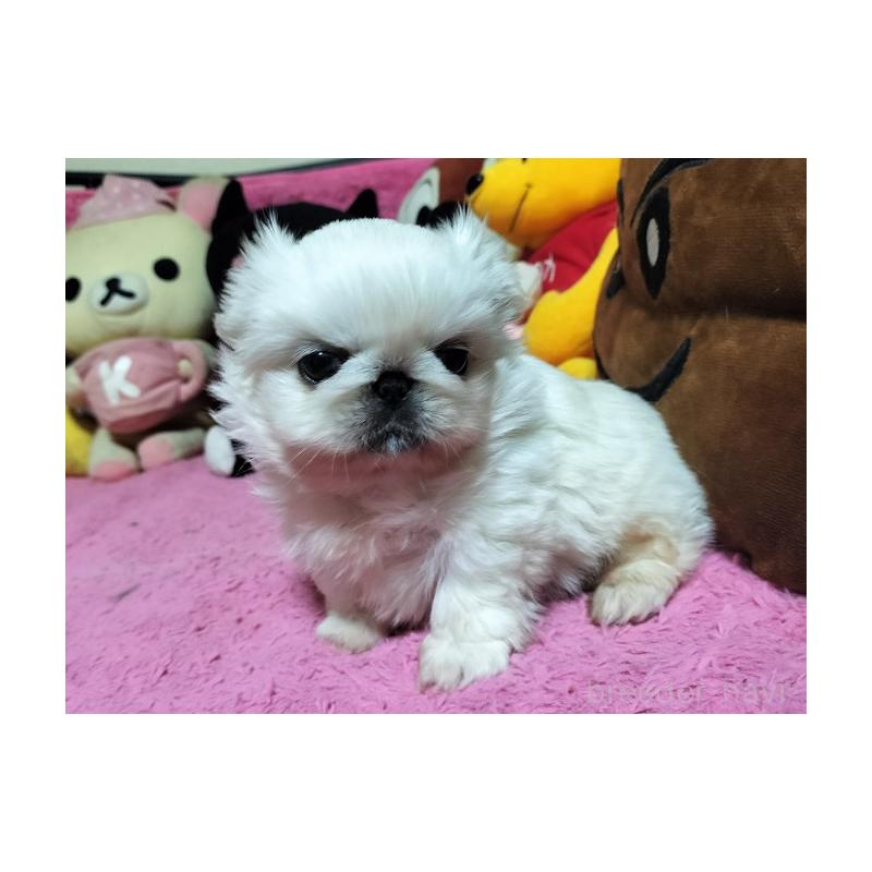 販売中の群馬県のペキニーズ-447489の2枚目