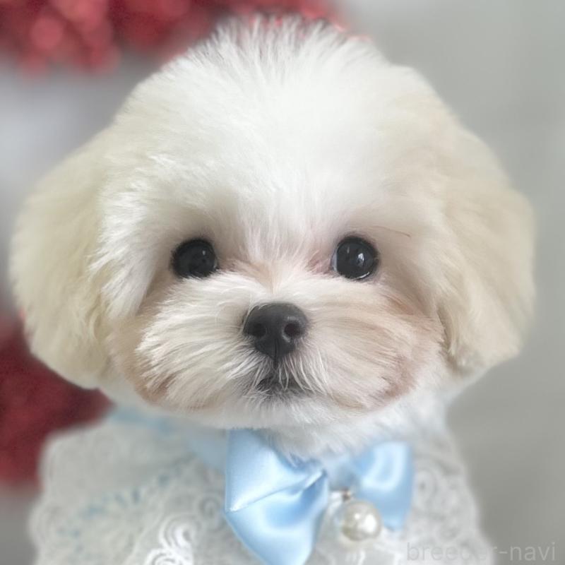 販売中の愛知県のマルチーズ-438190