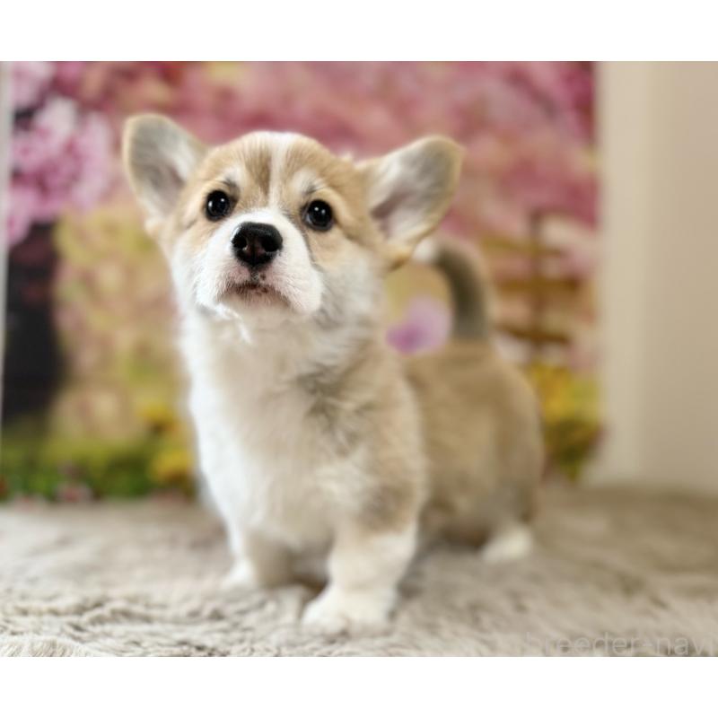 販売中の千葉県のウェルシュコーギーペンブローク-437533の4枚目