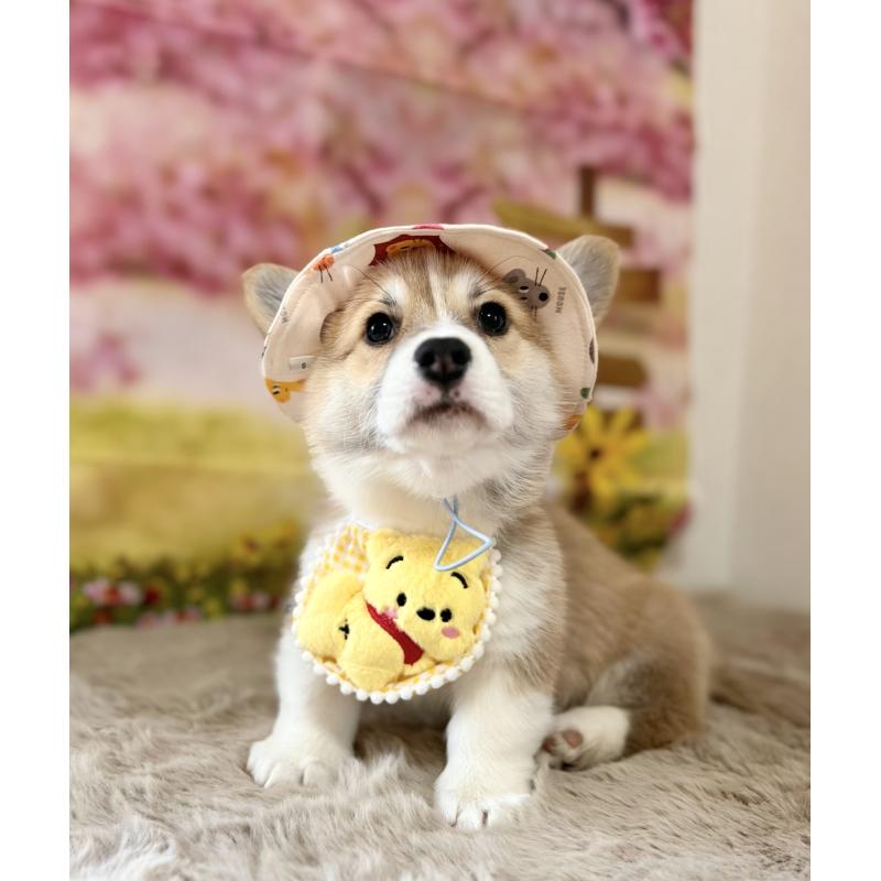 販売中の千葉県のウェルシュコーギーペンブローク-437533の3枚目