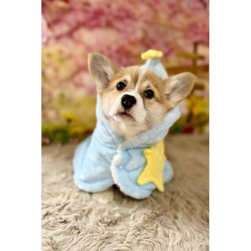 販売中の千葉県のウェルシュコーギーペンブローク-437533の2枚目