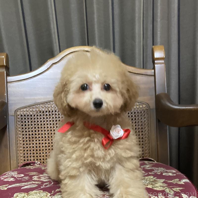 販売中の広島県のタイニープードル-435784