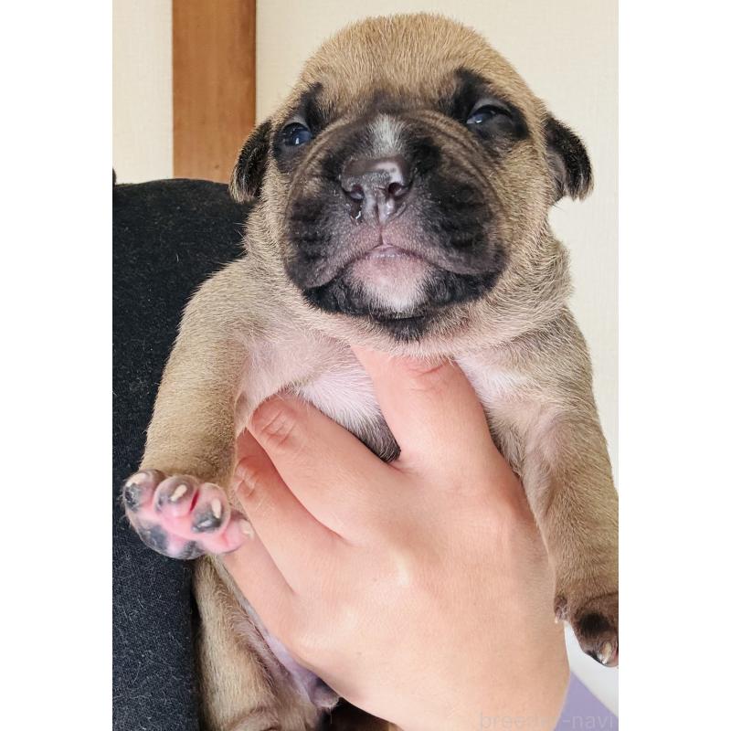 販売中の神奈川県のアメリカンピットブルテリア-445377