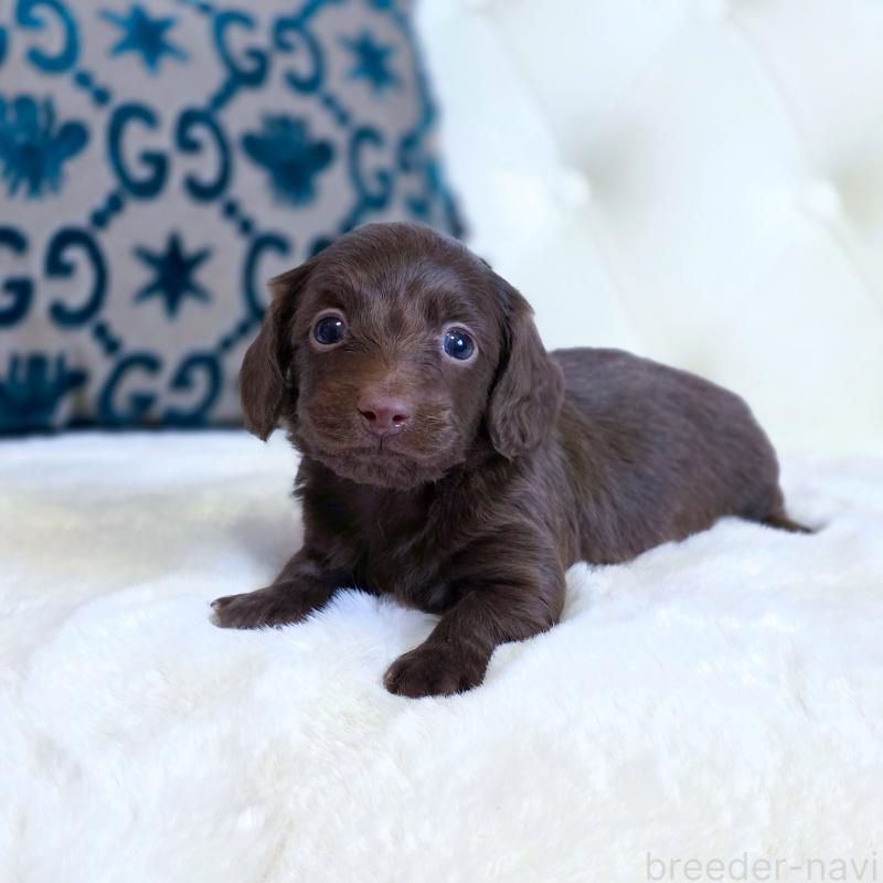 販売中の東京都のカニンヘンダックスフンド(ロングヘアード)-447492