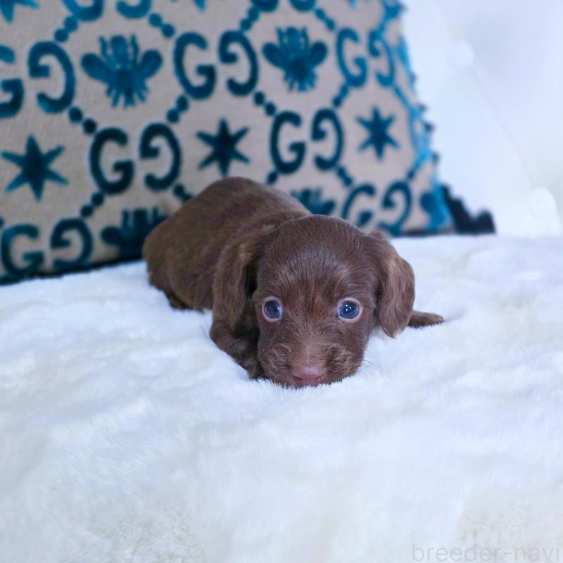 販売中の東京都のカニンヘンダックスフンド(ロングヘアード)-447492の3枚目