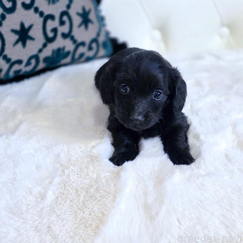 販売中の東京都のカニンヘンダックスフンド(ロングヘアード)-447493の1枚目