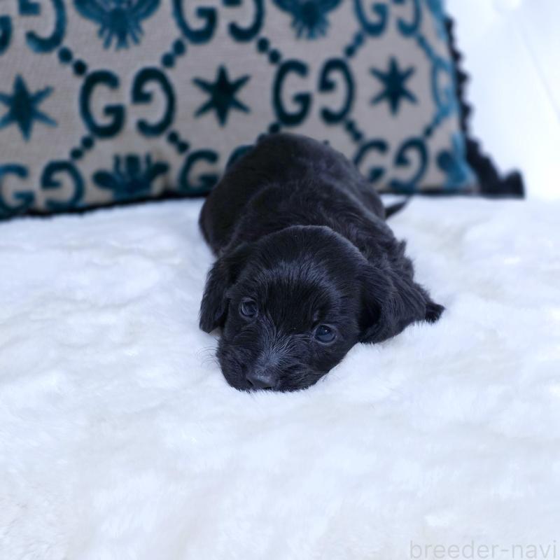 販売中の東京都のカニンヘンダックスフンド(ロングヘアード)-447493の3枚目