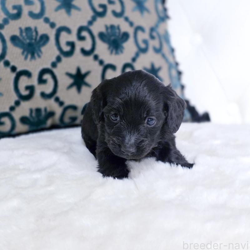 販売中の東京都のカニンヘンダックスフンド(ロングヘアード)-447493の2枚目