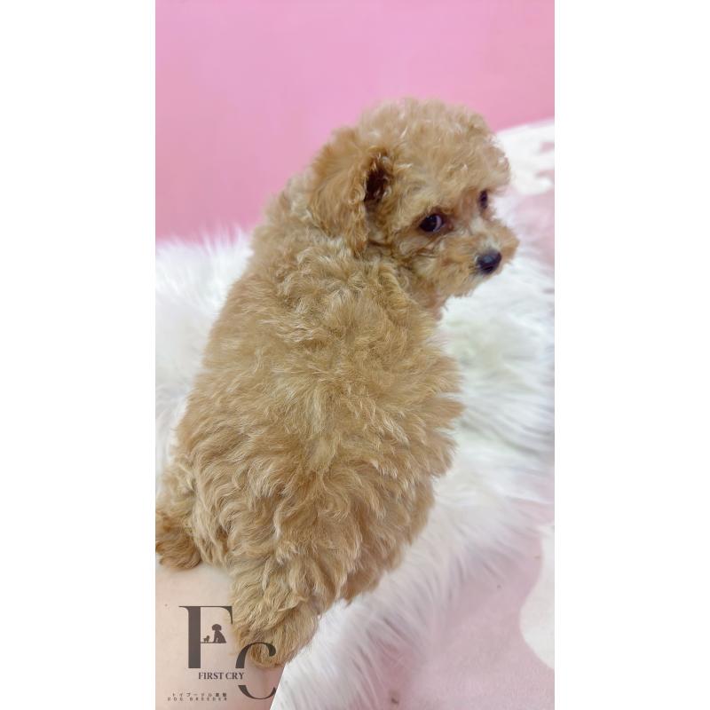 販売中の栃木県のタイニープードル-440053の2枚目