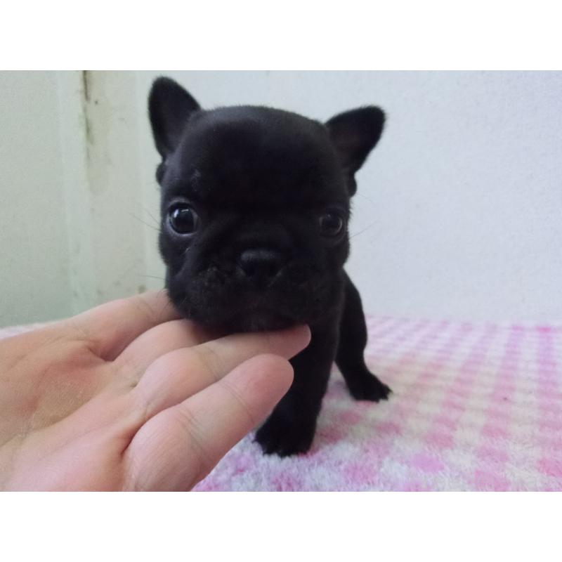 販売中の兵庫県のフレンチブルドッグ-447494の4枚目