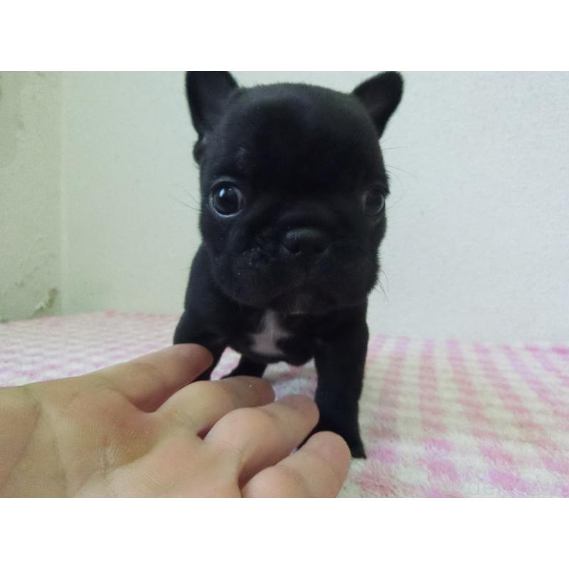 販売中の兵庫県のフレンチブルドッグ-447494の3枚目