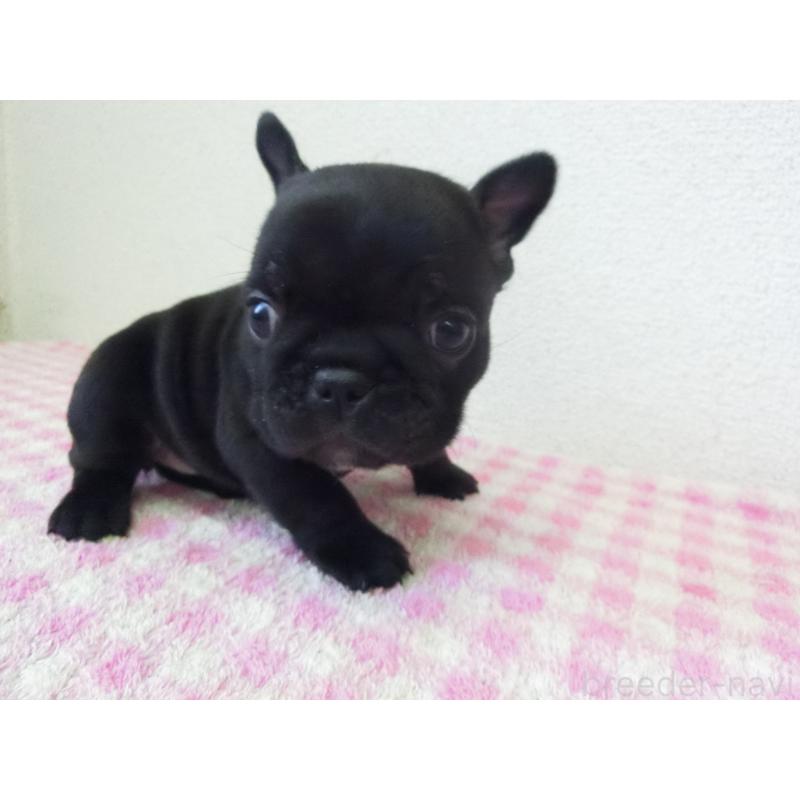 販売中の兵庫県のフレンチブルドッグ-447494の2枚目