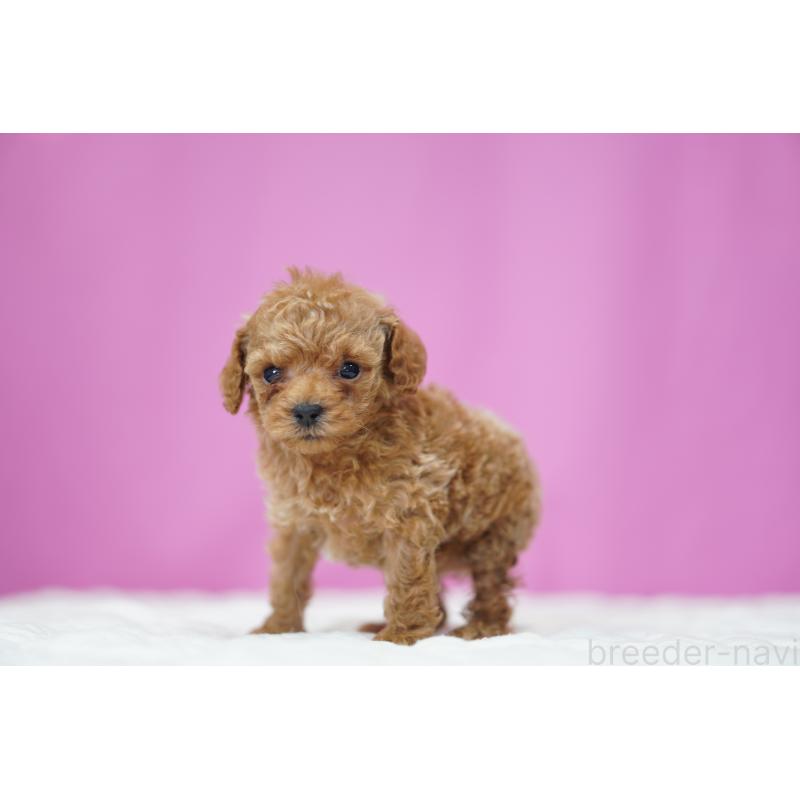 販売中の埼玉県のタイニープードル-447051の5枚目