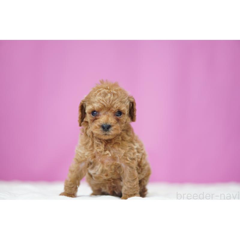 販売中の埼玉県のタイニープードル-447051の4枚目