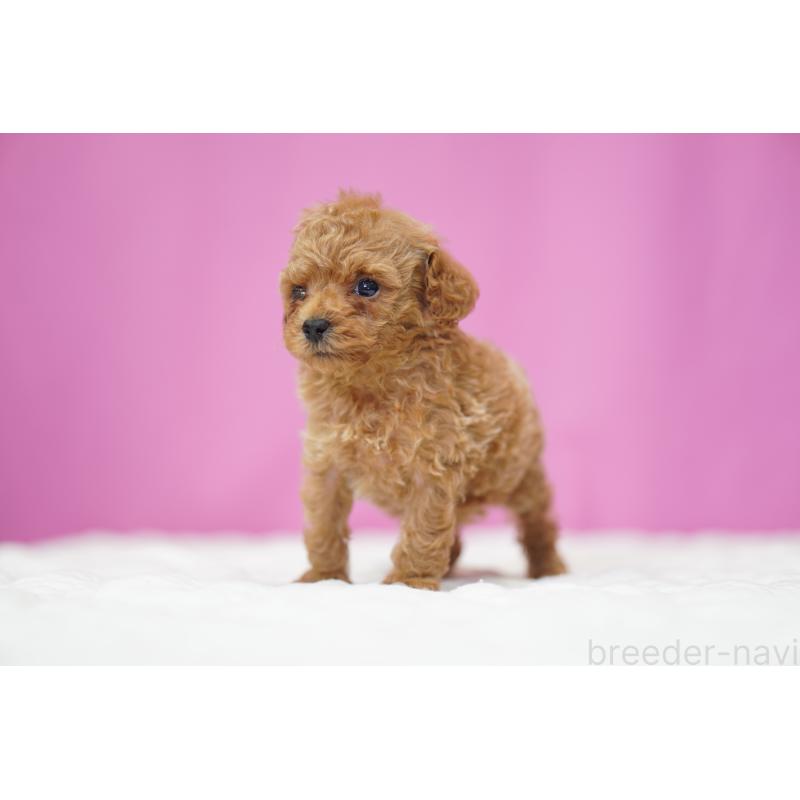 販売中の埼玉県のタイニープードル-447051の3枚目