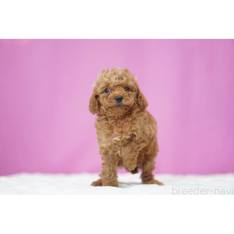 販売中の埼玉県のタイニープードル-447050の4枚目