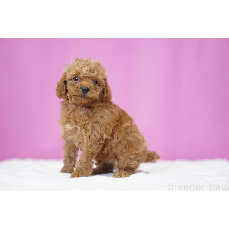 販売中の埼玉県のタイニープードル-447050の3枚目