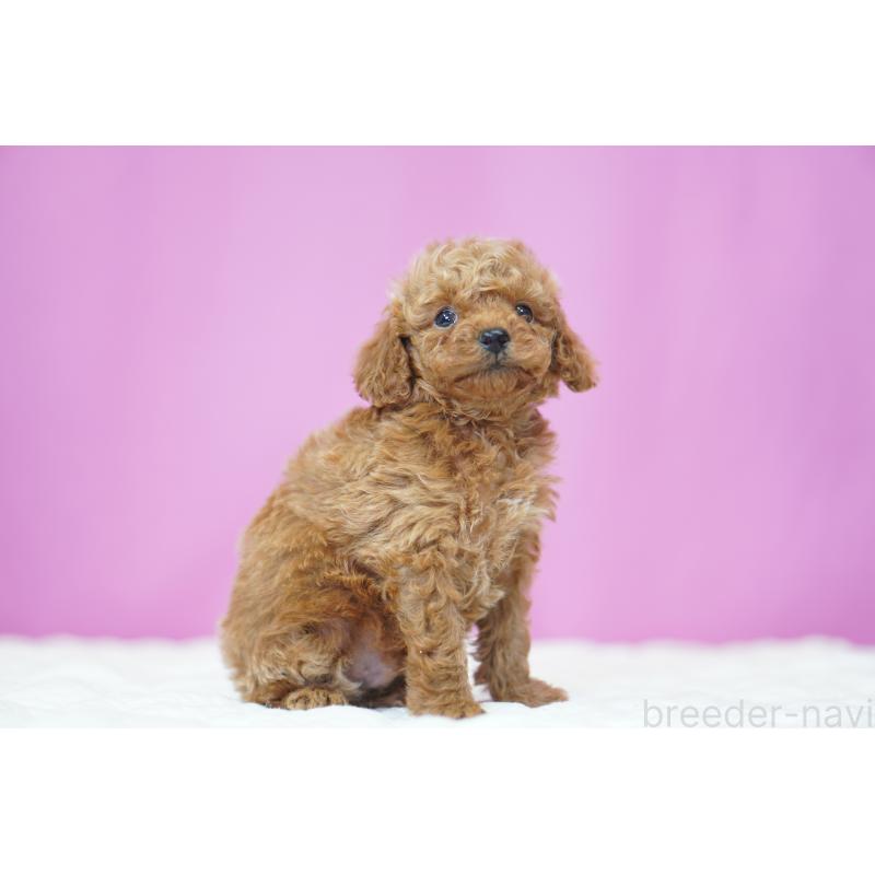 販売中の埼玉県のタイニープードル-447050の2枚目