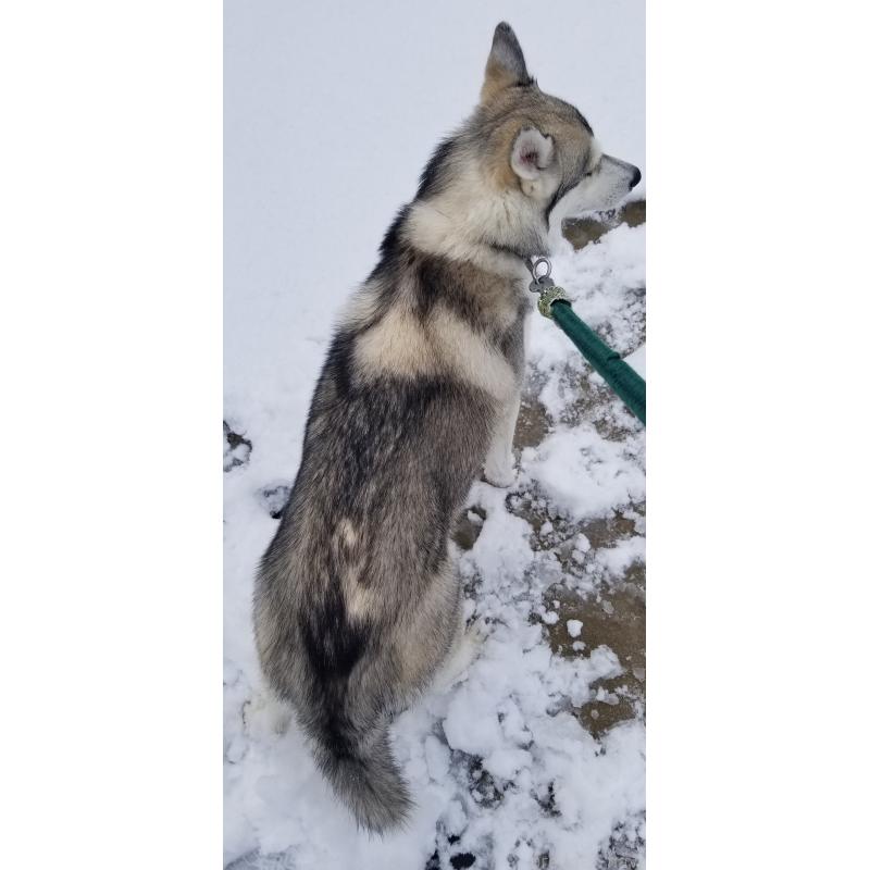 販売中の千葉県のシベリアンハスキー-421037の10枚目
