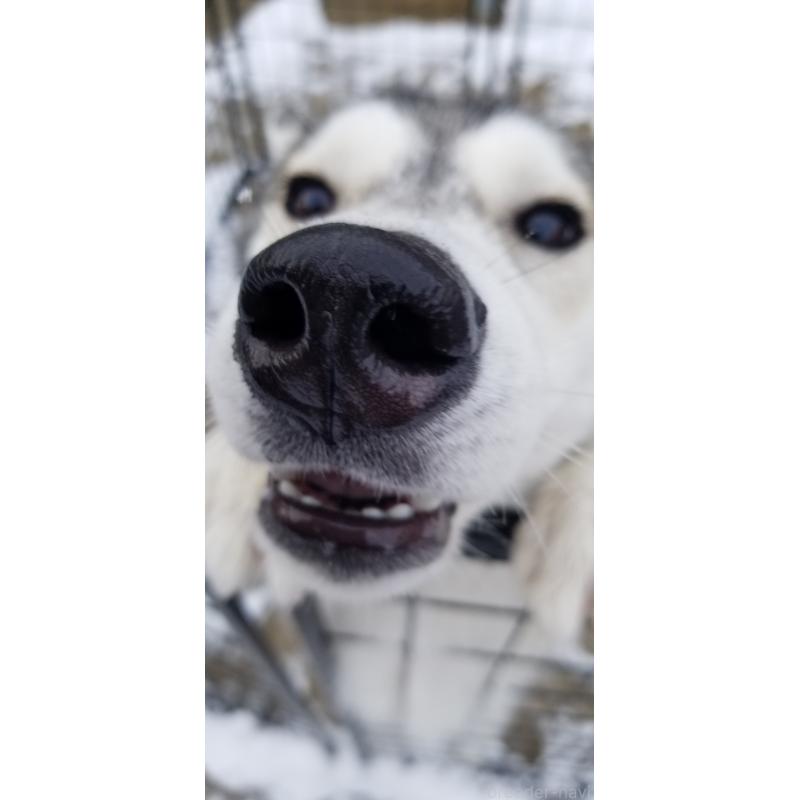 販売中の千葉県のシベリアンハスキー-421037の9枚目