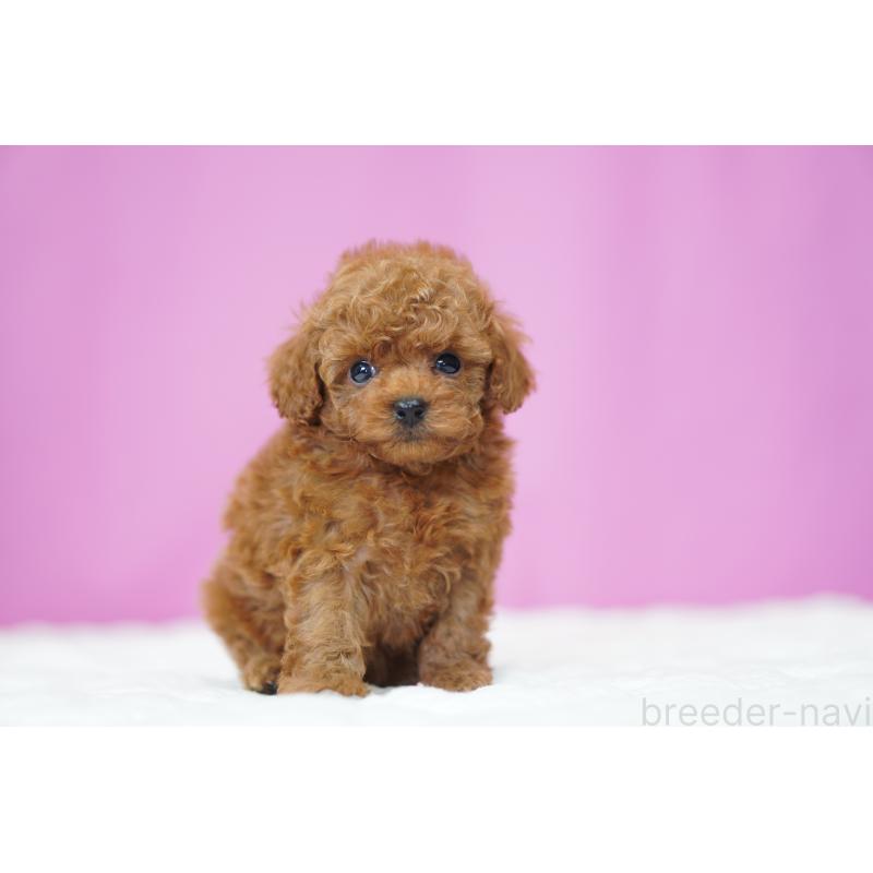 販売中の埼玉県のタイニープードル-447045の5枚目