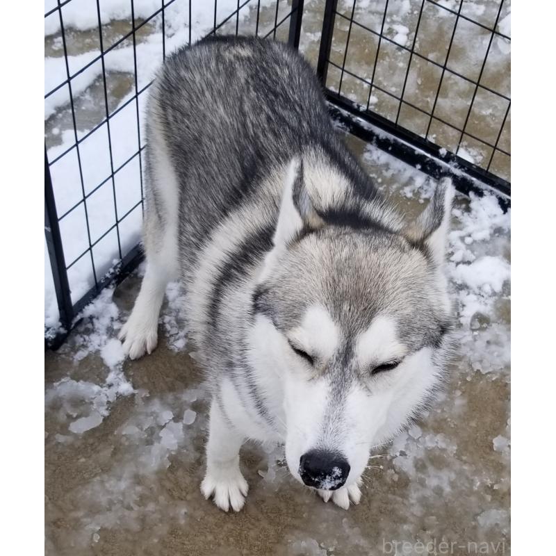 販売中の千葉県のシベリアンハスキー-421037の8枚目