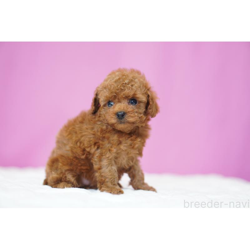 販売中の埼玉県のタイニープードル-447045の4枚目