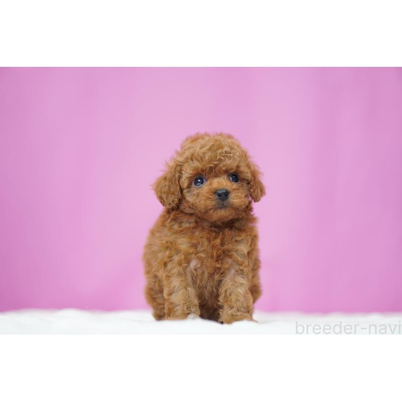 販売中の埼玉県のタイニープードル-447045の3枚目