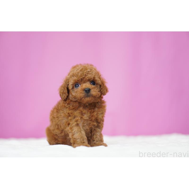 販売中の埼玉県のタイニープードル-447045の2枚目