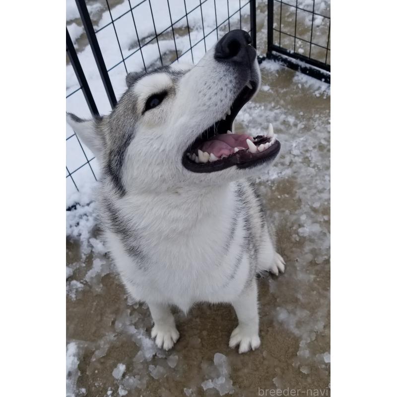販売中の千葉県のシベリアンハスキー-421037の7枚目