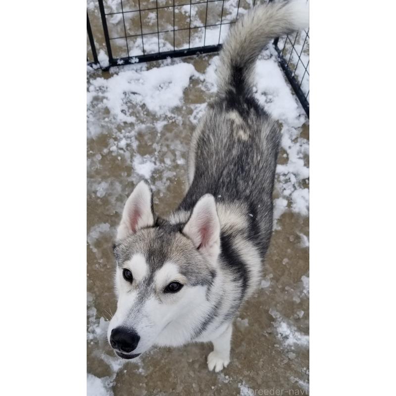 販売中の千葉県のシベリアンハスキー-421037の5枚目