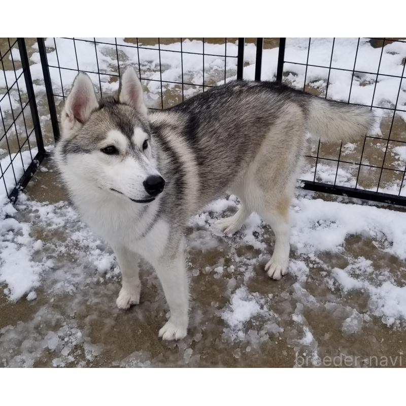 販売中の千葉県のシベリアンハスキー-421037の4枚目